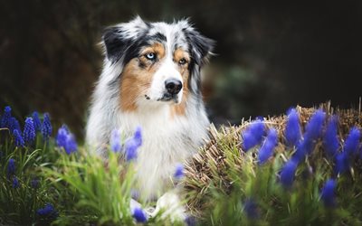 Australian Shepherd, blue flowers, bokeh, cute Aussie, summer, pets, dogs, Aussie, Australian Shepherd Dog, Aussie Dog