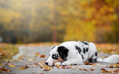 Australian Shepherd, white beautiful dog, autumn, sad dog, cute animals, aussies, dogs