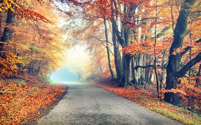 autunno, paesaggio, strada, giallo, alberi, foglie gialle