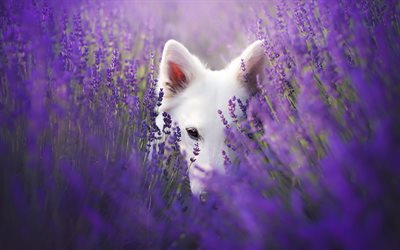 Swiss Shepherd, lavender, White Swiss Shepherd, bokeh, dogs, flowers, Berger Blanc Suisse, pets, White Shepherd Dog