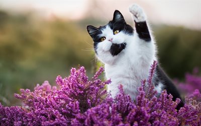 British Shorthair, black and white cat, cute animals, pets, cats, purple flowers