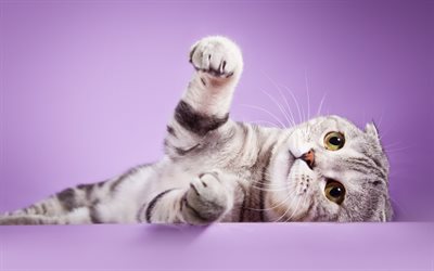 Scottish Fold Cat, close-up, domestic cat, gray cat, lazy cat, pets, cats, cute animals, Scottish Fold