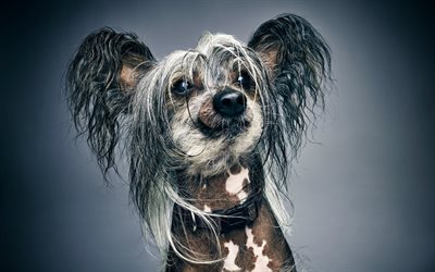 Chinese Crested Dog, hairless dog, gray dog, cute animals, dogs, pets