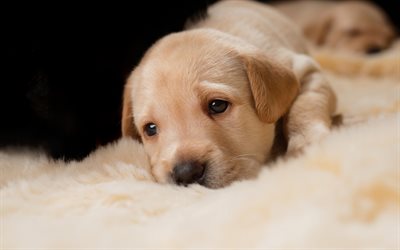 golden retriever, sad puppy, pets, small cute dog, puppy, labrador, dogs