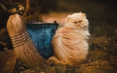 Persian Cats, fluffy cat, bokeh, ginger cat, cats, domestic cats, pets, Persian