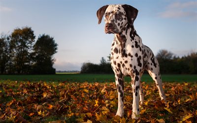 Dalmatian, autumn, lawn, domestic dog, Dalmatian Dog, cute animals, pets, dogs