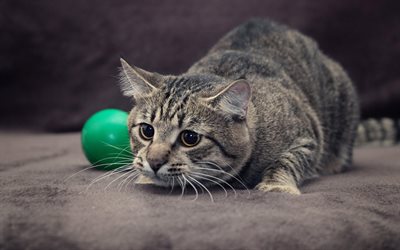 gray cat, green toy, cute animals, domestic cat, american shorthair cats