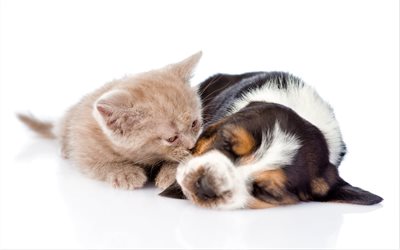 4k, beagle, freinds, puppy and kitten, pets, cute animals, friendship, cats, dogs, beagle dog, British Shorthair Cat