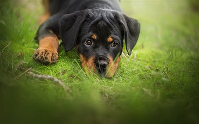 rottweiler, small black puppy, pets, small dogs, puppies, green grass