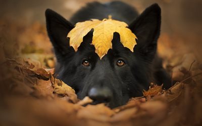 black german shepherd, autumn, yellow leaf, big black dog, autumn leaves, cute animals, dogs