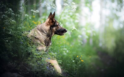 German Shepherd, bokeh, summer, cute animals, pets, forest, dogs, German Shepherd Dog
