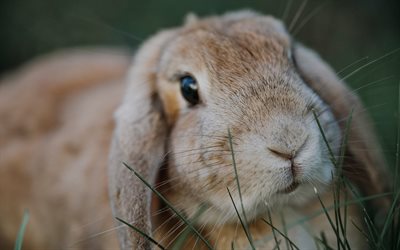 beige rabbit, evening, green grass, cute animals, pets