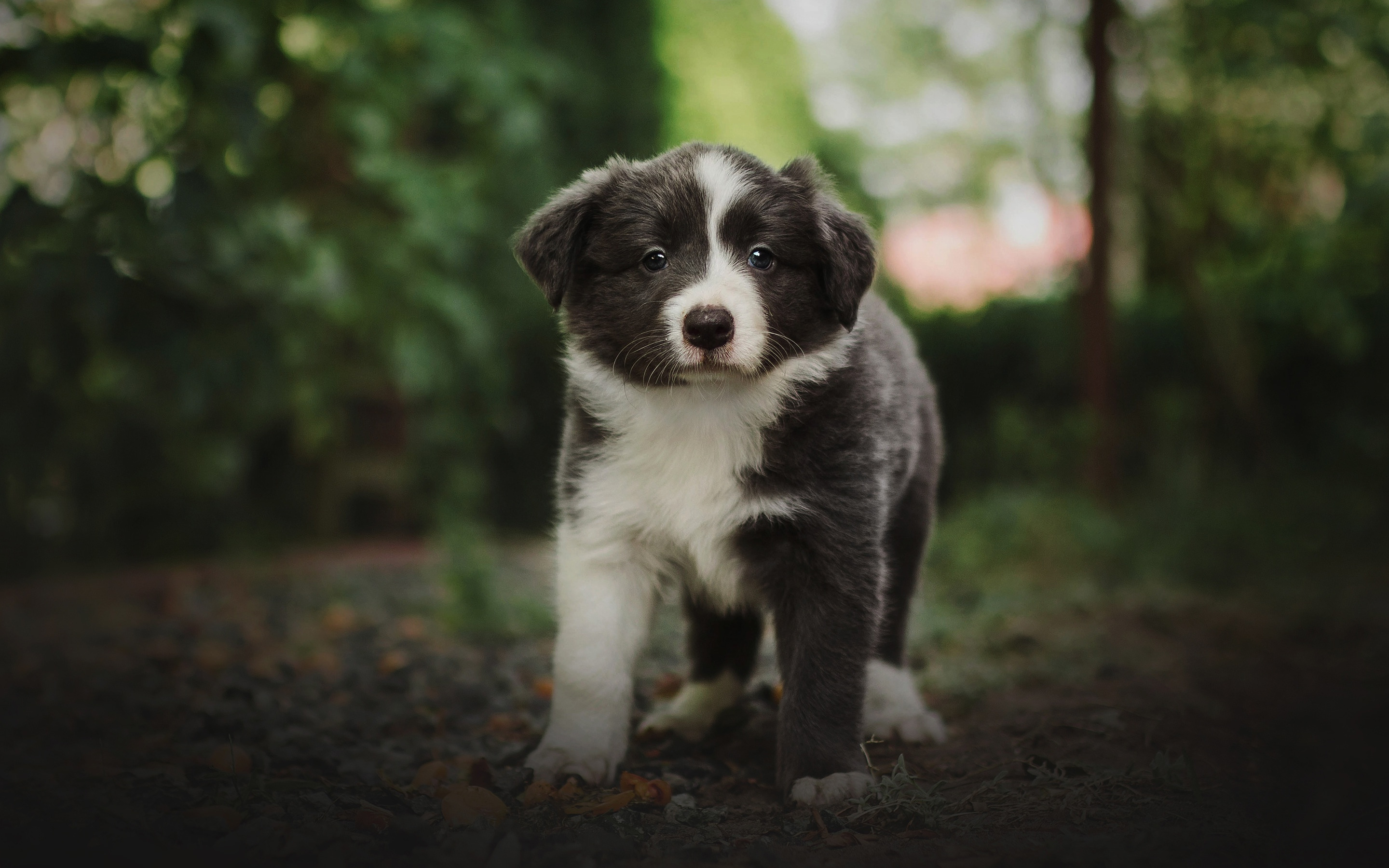 ダウンロード画像 ボーダー Collie グレーのかわいい子犬 小さなグレー犬 ペット 子犬 森林 画面の解像度 x1800 壁紙 デスクトップ上