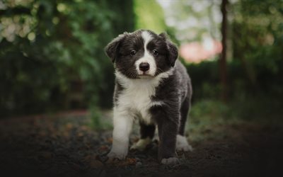 Border Collie, gray cute puppy, small gray dog, pets, puppies, forest