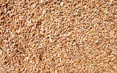 4k, los granos de trigo, macro, el trigo, las texturas, los cereales, las texturas de alimentos, de cerca, los granos texturas, fondos de trigo