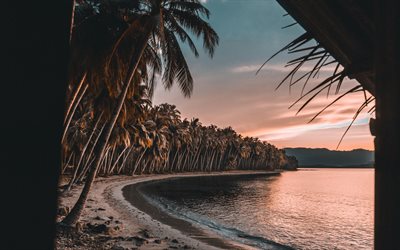 palmer p&#229; stranden, kv&#228;ll, sunset, palmer, ocean, kusten, hum&#246;r begrepp