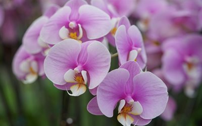 vaaleanpunainen orkideat, tausta orkideat, orchid sivuliikkeen, kaunis vaaleanpunainen kukkia, orkideat, trooppisia kukkia
