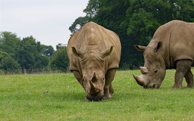 rhinos, 野生動物, 緑の芝生, ビッグサイ, アフリカの動物