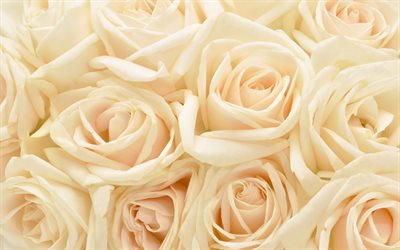 scarlet roses bouquet, 4k, d&#39;&#233;carlate, de milieux, bouquet de roses, le bokeh, l&#39;&#233;carlate des fleurs, des roses, des bourgeons, des &#233;carlate roses, de belles fleurs, des arri&#232;re-plans avec des fleurs