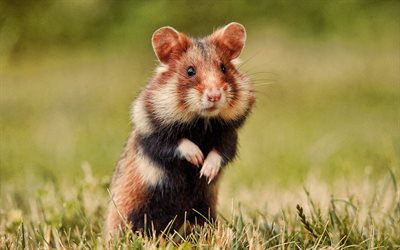 Hamster, close-up, bokeh, rodent, cute animals, hamster on a walk