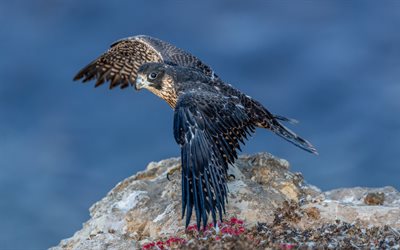 Peregrine falcon, duck hawk, peregrine, bird of prey, beautiful bird, Australia