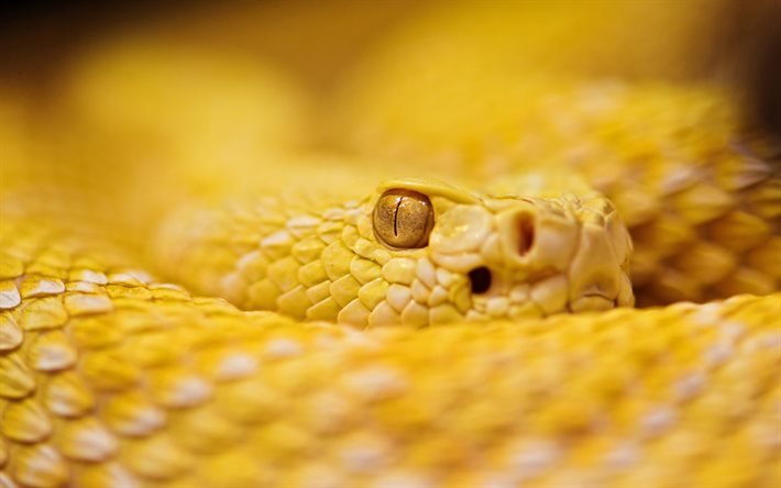 serpent jaune, bokeh, serpent &#224; sonnettes, Pantherophis guttata, serpents, Lampropeltis triangulum