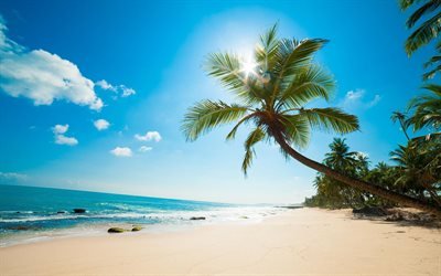 palmera en la playa, oc&#233;ano, verano, palmera, viajes de verano, islas tropicales