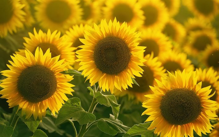 solrosor, vildblommor, stora solrosor, gula blommor, bakgrund med solrosor
