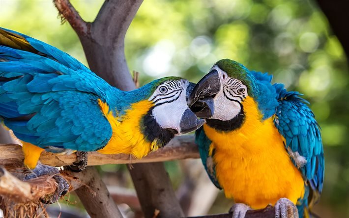 Arara-azul e amarela, lindos papagaios, p&#225;ssaros tropicais, papagaios, arara-azul e dourada