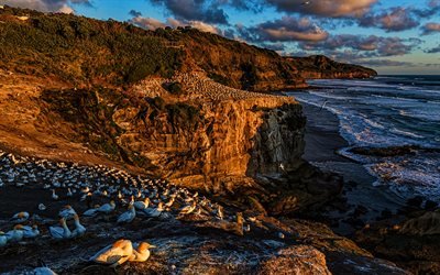 Muriwai Beach, 4k, rocks, summer, ocean, coast, Cape gannet, New Zealand, beautiful nature