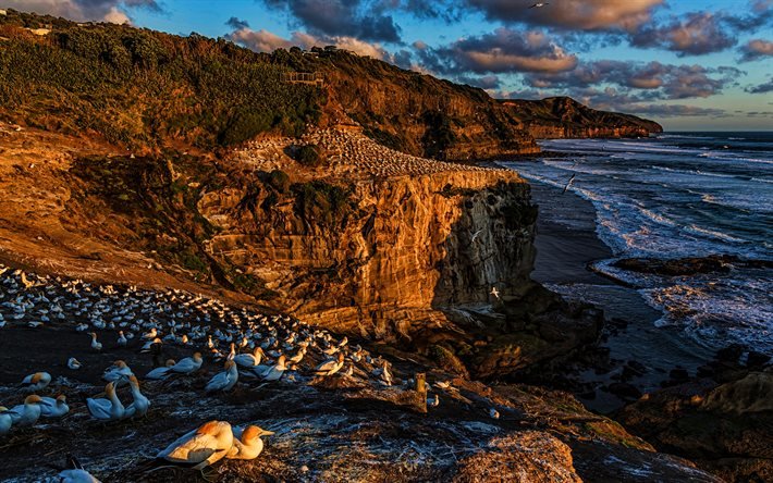 Praia de Muriwai, 4k, rochas, ver&#227;o, oceano, costa, gannet do cabo, Nova Zel&#226;ndia, bela natureza
