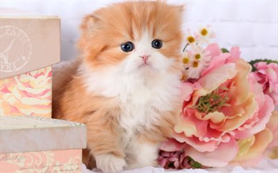4k, persian kitten, cute animals, kitten, cats, Persian cat