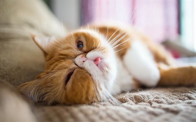 persian cat, 4k, ginger cat, cute animals, cats, ginger persian cats