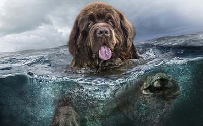 Newfoundland, 4k, underwater, dogs, funny animals, cute dog