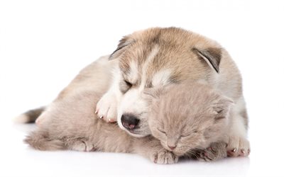 puppy and kitten, husky, cute animals, friendship concepts, pets, cat and dog