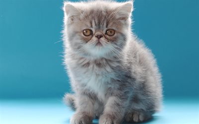 British Semi-longhair, 4k, kitten, cute animals, cats, funny cat
