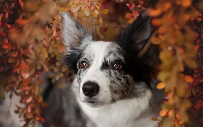 australian shepherd, yellow leaves, autumn, aussie, beautiful white dog, pets, spotted dogs