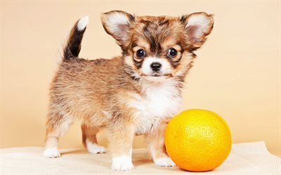 Chihuahua, orange, dogs, puppy, brown chihuahua, funny dog, cute animals, pets, Chihuahua Dog
