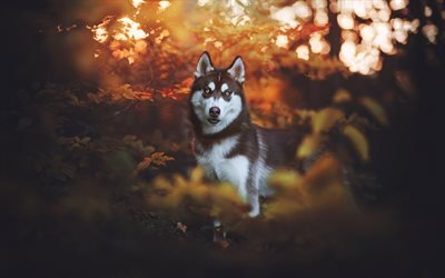 Alaskan Malamute, brown-white dogs, forest, autumn, yellow leaves, autumn landscape, dogs