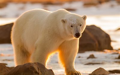 Polar bear, sunset, wildlife, North, winter, snow, bears