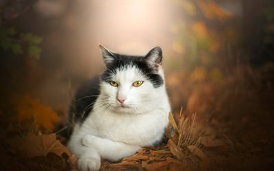 white black cat, british shorthair cat, cute animals, cats, autumn, yellow leaves, blur