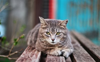 American Shorthair Cat, bokeh, close-up, domestic cats, pets, cats, cute cat, American Shorthair