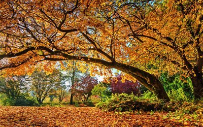 الخريف, HDR, بارك, الغابات, الأشجار الصفراء, يوم مشمس, الطبيعة الجميلة