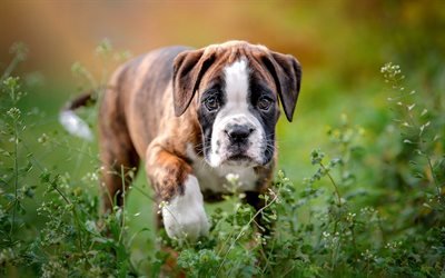 boxer, little brown puppy, pets, cute animals, dogs, puppies