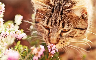 American Shorthair Cat, flowers, close-up, domestic cats, bokeh, pets, cats, cute cat, American Shorthair