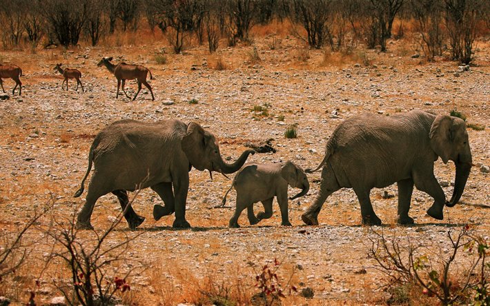 Afrikanska elefanter, &#246;knen, elefanter, vilda djur, elefant familj, liten elefant