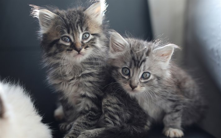 gray fluffy kittens, gray little cats, cute animals, kittens, pets, cats
