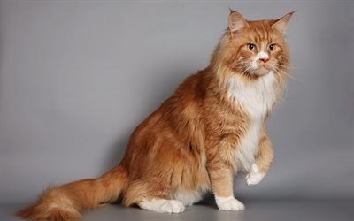 ginger cat, big cat, pets, cats