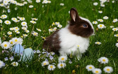 rabbit, 4k, lawn, chamomile, pets, cute animals