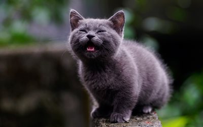 British Shorthair, small gray kitten, pets, cats